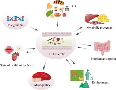 Gut microbiota and meat quality